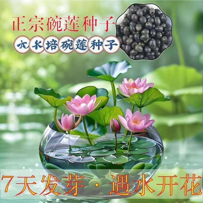 多花色水培碗莲种子已开口四季播种水培植物睡莲荷花室内绿植花卉