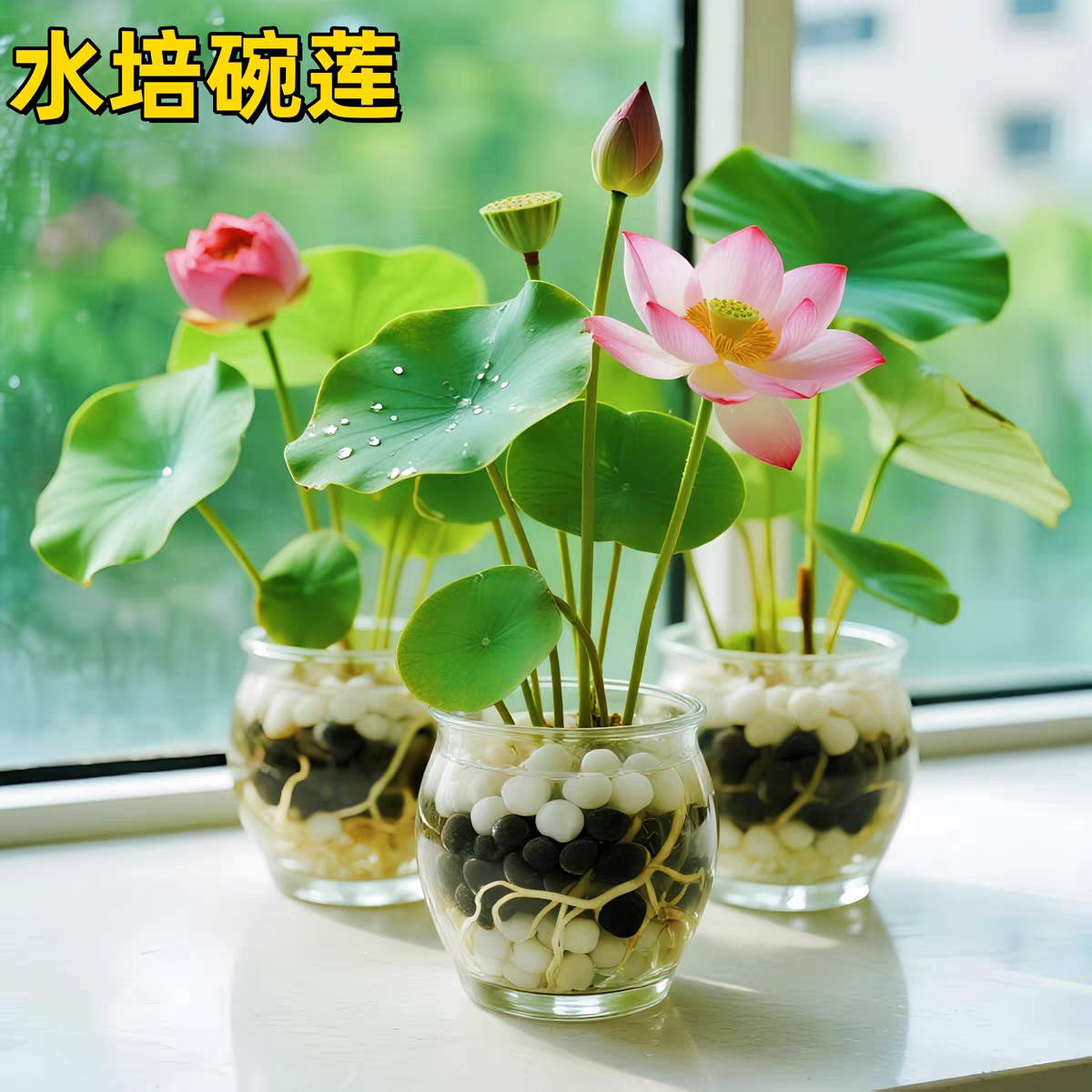 多花色水培碗莲种子已开口四季播种水培植物睡莲荷花室内绿植花卉