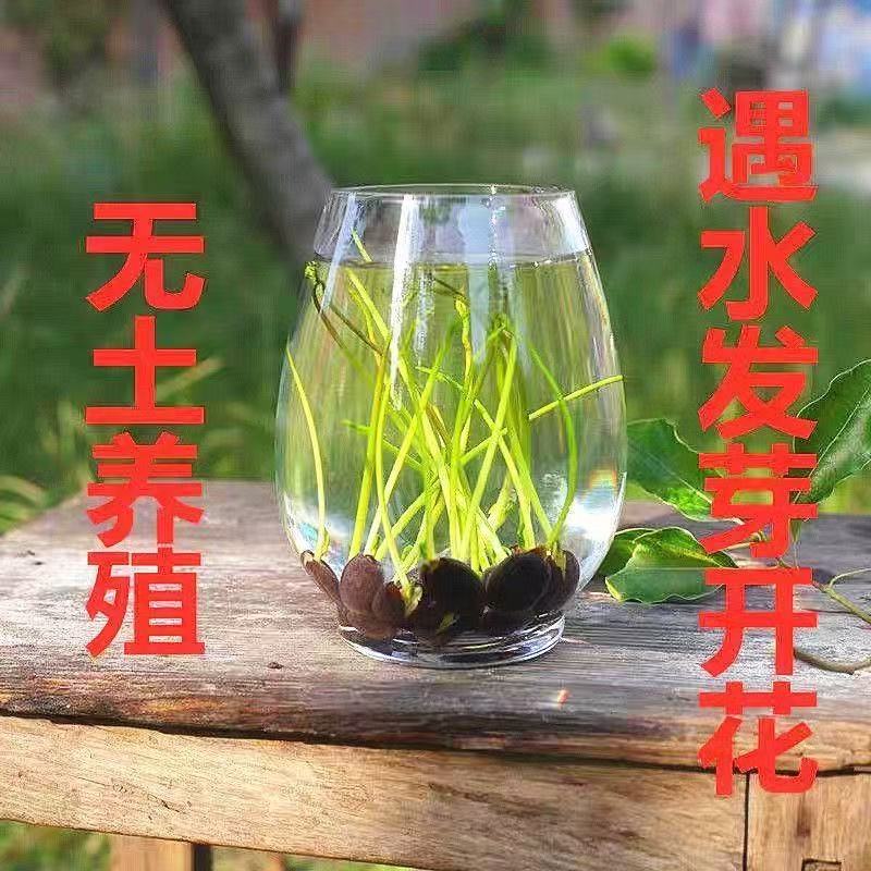 多花色水培碗莲种子已开口四季播种水培植物睡莲荷花室内绿植花卉