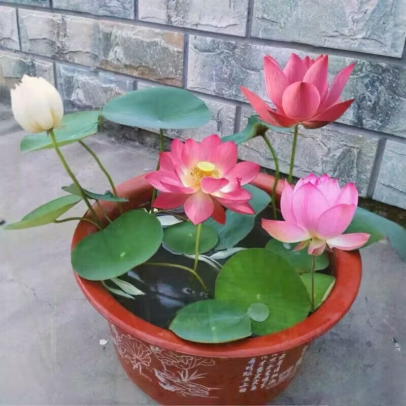 多花色水培碗莲种子已开口四季播种水培植物睡莲荷花室内绿植花卉