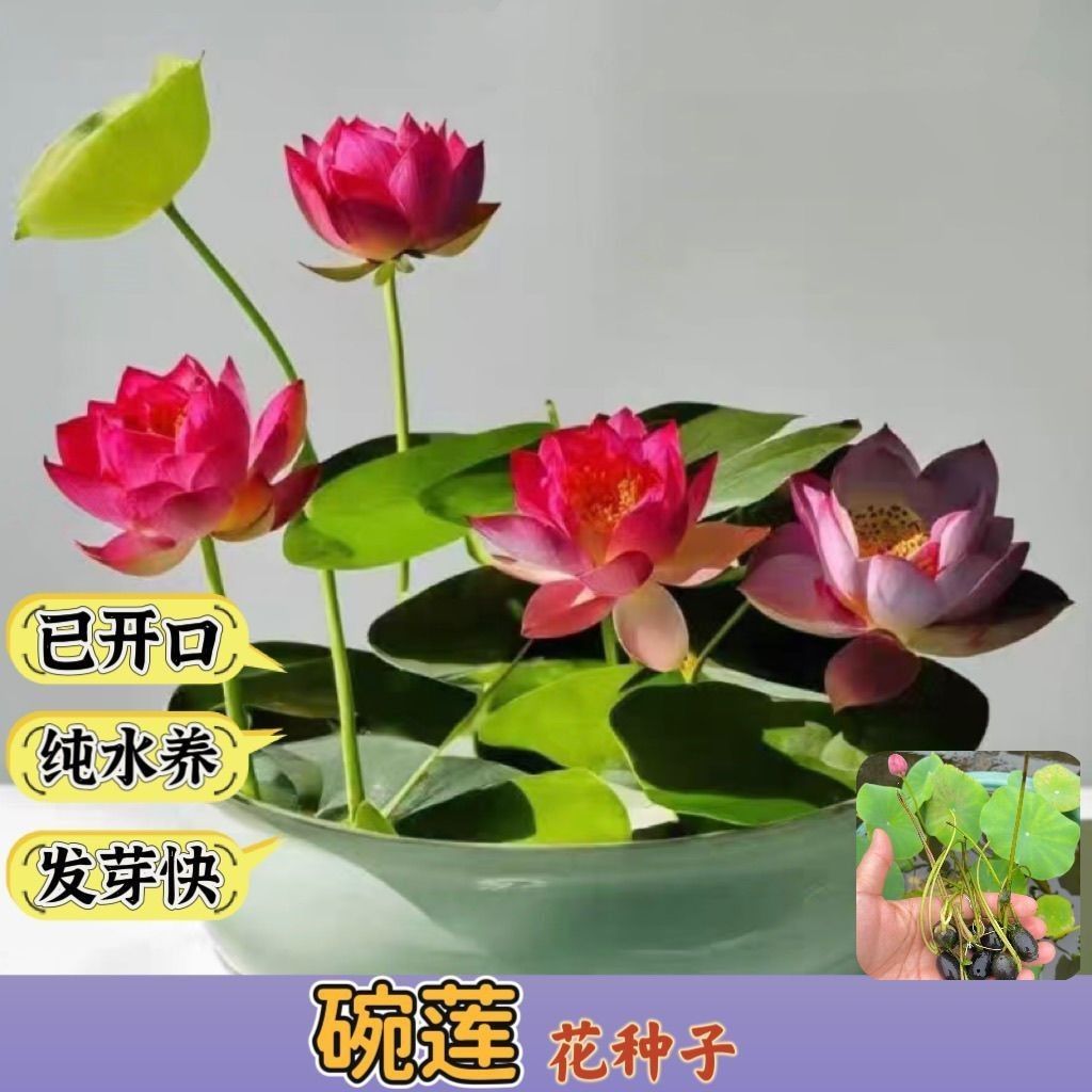 多花色水培碗莲种子已开口四季播种水培植物睡莲荷花室内绿植花卉