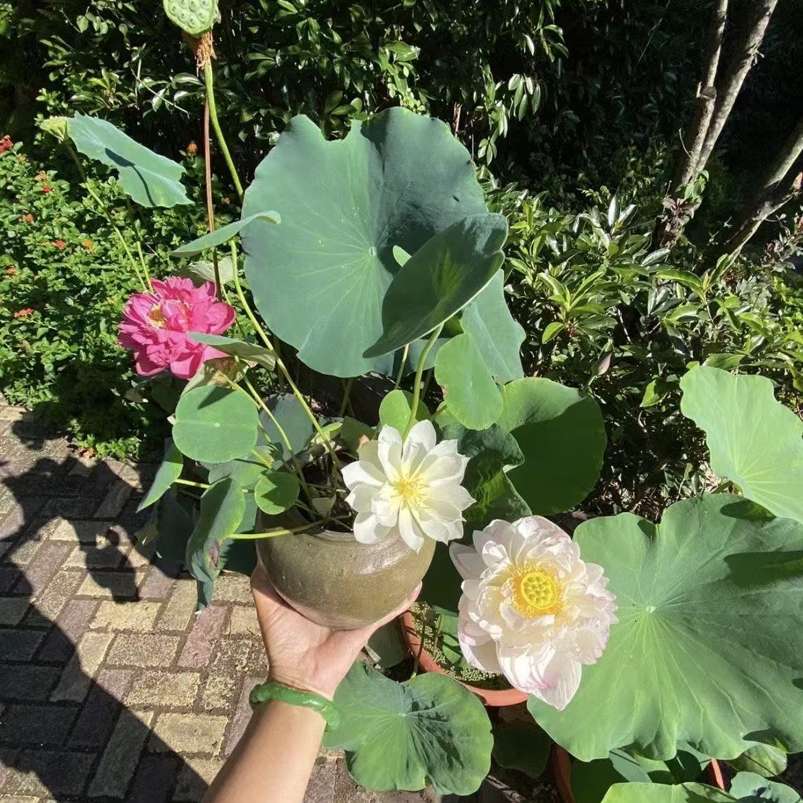 多花色水培碗莲种子已开口四季播种水培植物睡莲荷花室内绿植花卉
