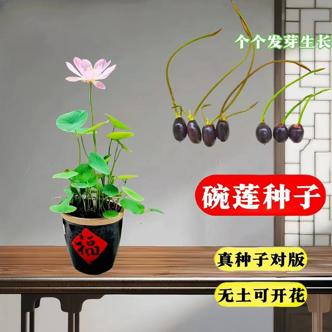 多花色水培碗莲种子已开口四季播种水培植物睡莲荷花室内绿植花卉