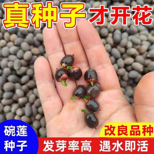 播种水培植物睡莲荷花室内绿植花卉 多花色水培碗莲种子已开口四季