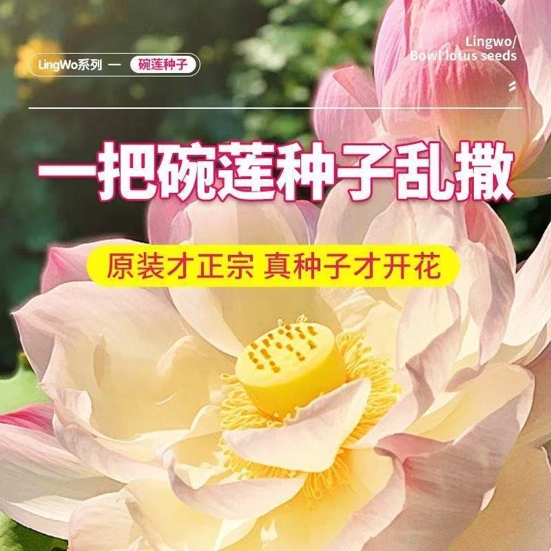 多花色水培碗莲种子已开口四季播种水培植物睡莲荷花室内绿植花卉