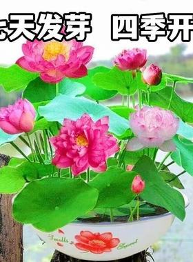 睡莲碗莲四季开花7天发芽水培绿植睡莲荷花无土盆栽莲子种子精品