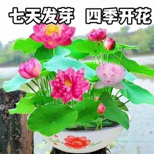 开花7天发芽水培绿植睡莲荷花无土盆栽莲子种子精品 睡莲碗莲四季