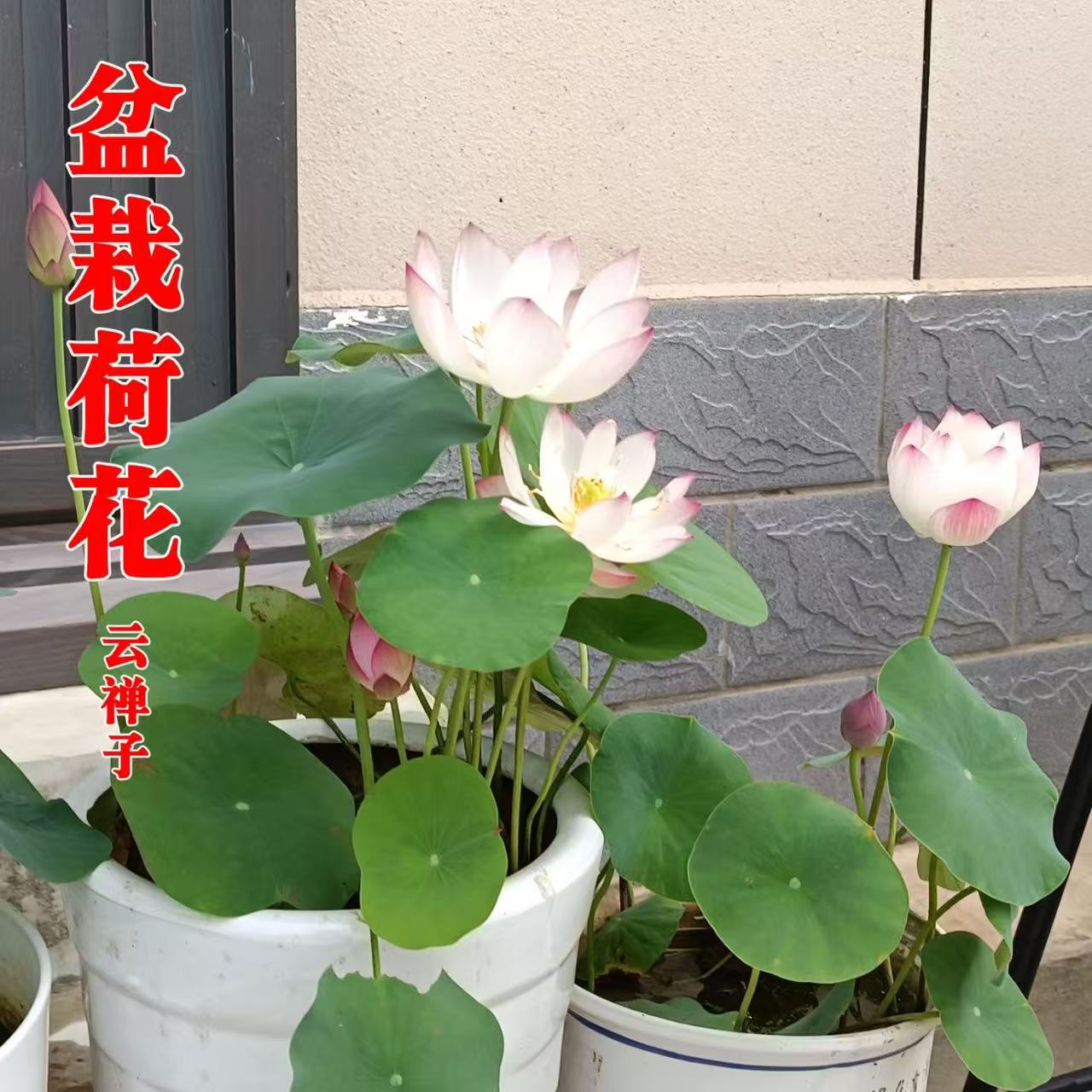 多花色水培碗莲种子已开口四季播种水培植物睡莲荷花室内绿植花卉