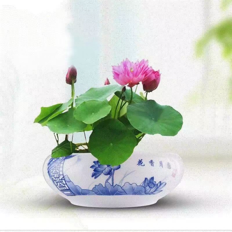多花色水培碗莲种子已开口四季播种水培植物睡莲荷花室内绿植花卉