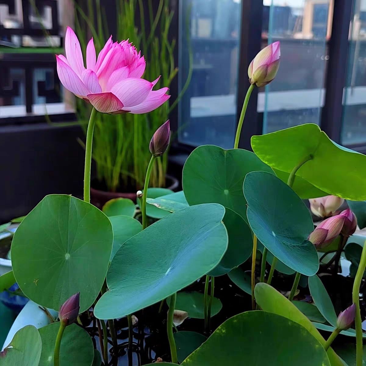 多花色水培碗莲种子已开口四季播种水培植物睡莲荷花室内绿植花卉