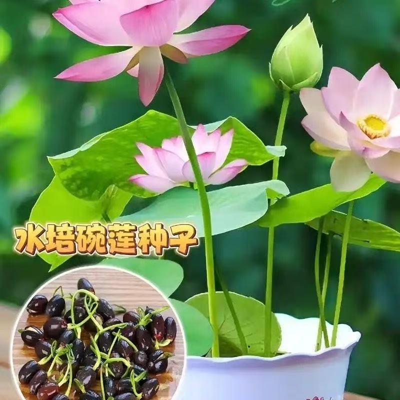 多花色水培碗莲种子已开口四季播种水培植物睡莲荷花室内绿植花卉
