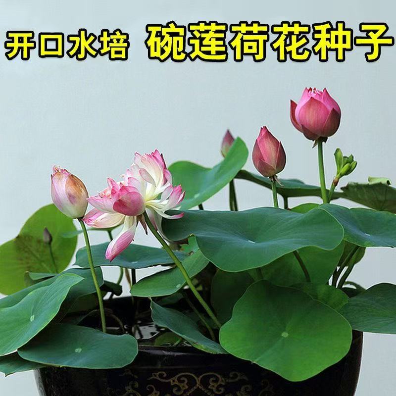 多花色水培碗莲种子已开口四季播种水培植物睡莲荷花室内绿植花卉