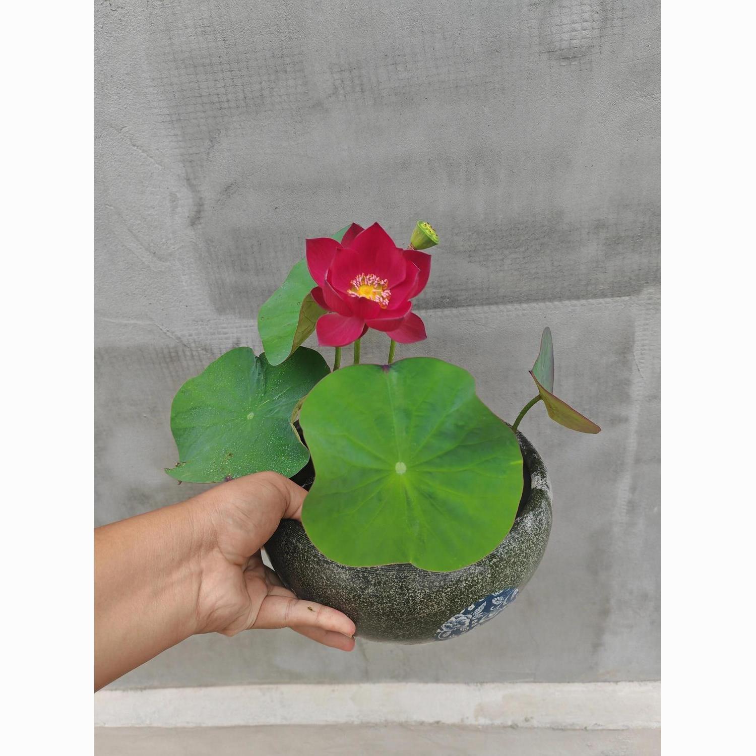 多花色水培碗莲种子已开口四季播种水培植物睡莲荷花室内绿植花卉