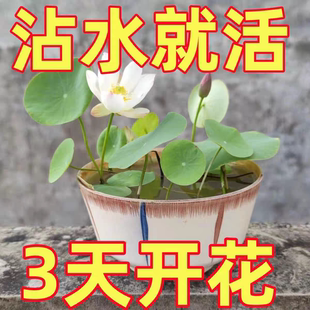 播种水培植物睡莲荷花室内绿植花卉 多花色水培碗莲种子已开口四季