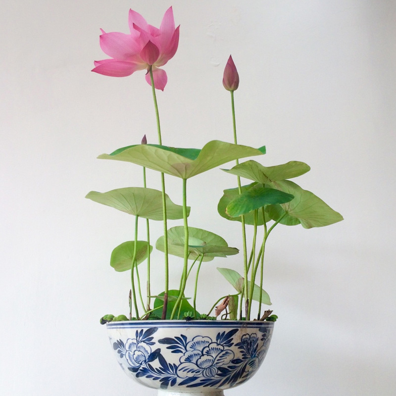 多花色水培碗莲种子已开口四季播种水培植物睡莲荷花室内绿植花卉