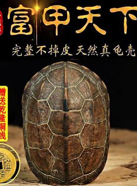 天然真乌龟壳草龟壳器具龟壳工具摆件乾隆八卦铜钱文玩龟甲随身