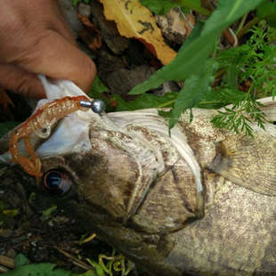 ZERG虫族CRAW虾2.5寸3寸路亚内德软饵软虾软虫 浮水倒钓鳜鱼鲈鱼
