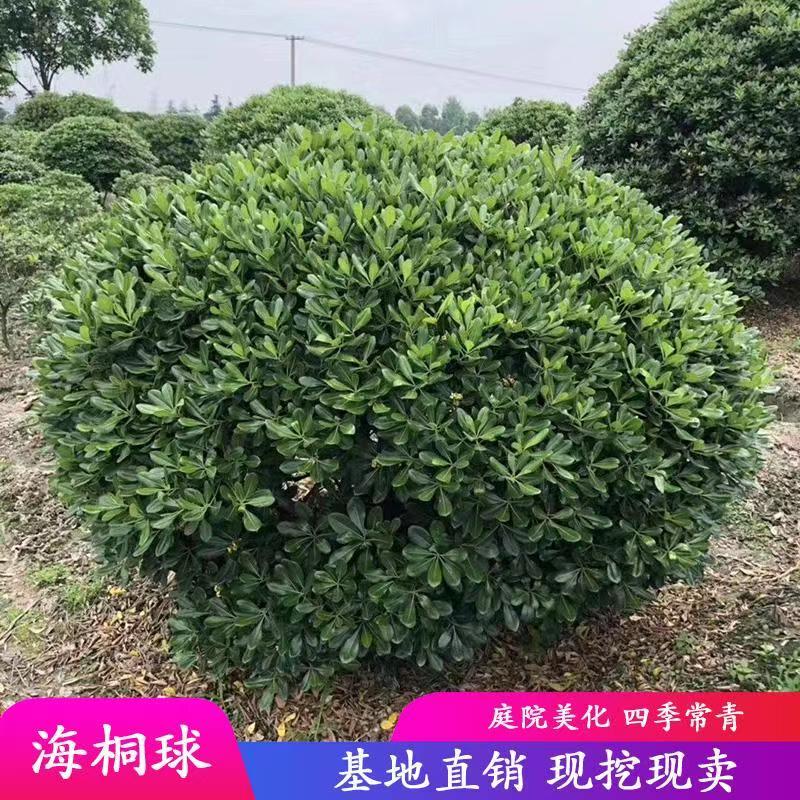 海桐球四季常青开花绿篱耐寒绿化