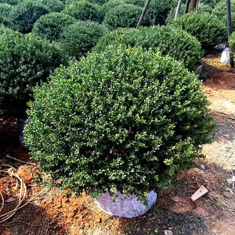 龟甲冬青球四季常青庭院绿化植物