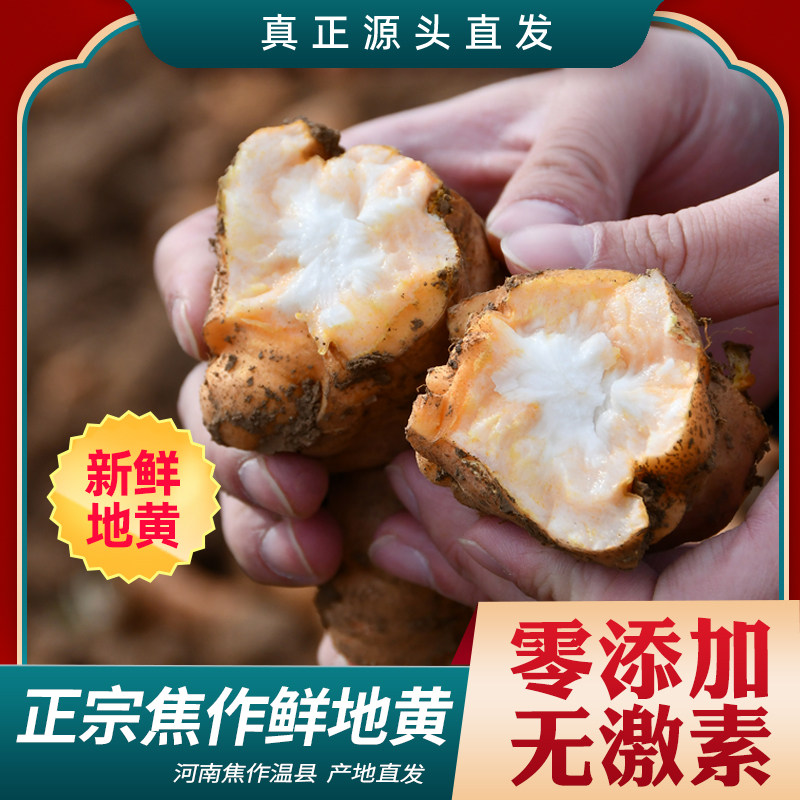 鲜生地怀地黄地黄饮子野生地鲜地黄中药材河南焦作特级正品500g