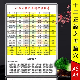 中医十二正经之五腧穴归纳表 五腧穴歌诀塑封a3a4学习卡片