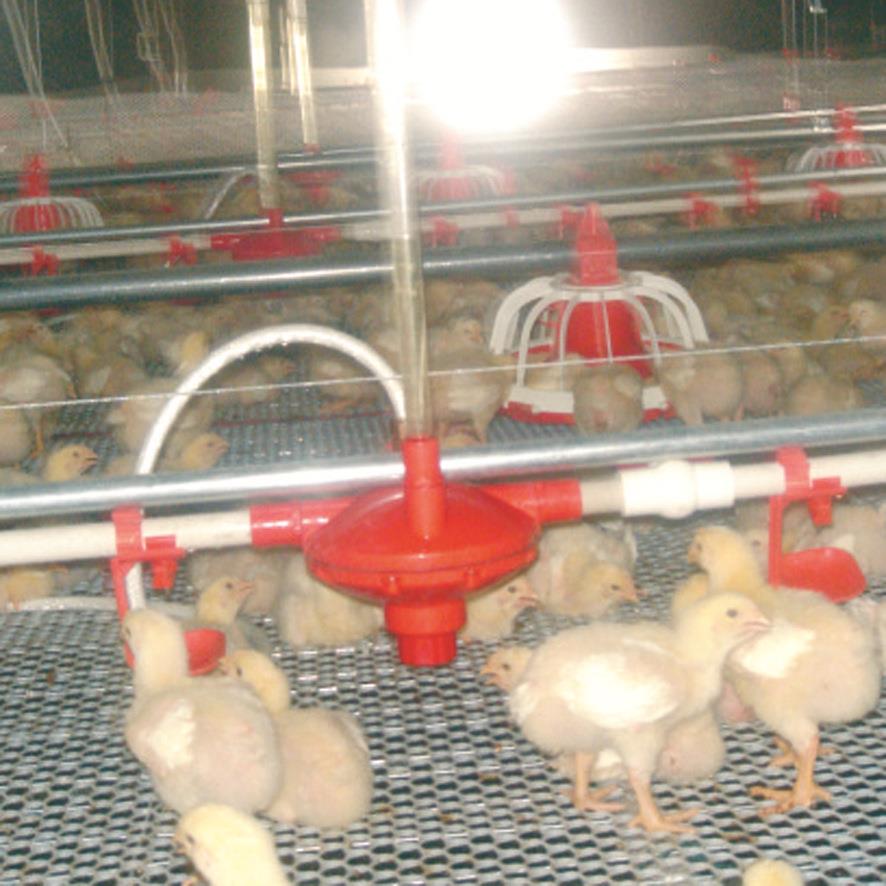 鸡用饮水系统水线平养水线饮水系统乳头绞盘过滤器水管厂家直供