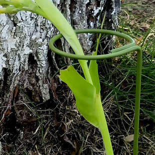 植物固定防倒伏花架子造型支撑藤架园艺花架月季半边架撑杆花支架