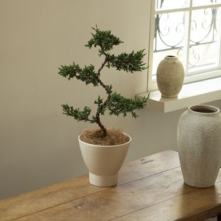 诗与自然 常绿植物净化空气盆栽小众植物 迎客松盆景四季