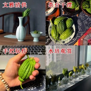 水培佛手柑桌面绿植室内盆栽带枝水养观赏水果新鲜佛手瓜插花闻香
