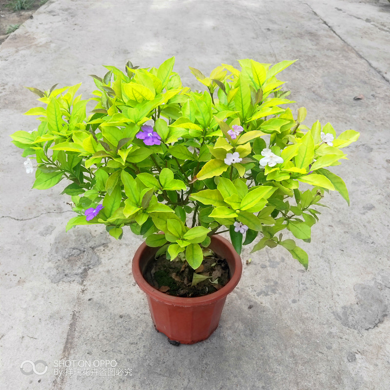 双色茉莉祥瑞书房花阳台庭院盆栽花卉绿植四季老根带花苞2盆包邮