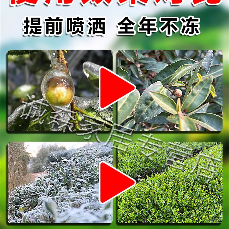 茶叶防冻剂冬季植物防冻防寒保温保暖液罩生根壮苗抗根腐叶子变黄