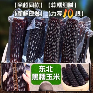 2024东北黑糯玉米10根新鲜黑玉米粒加热即食真空装袋白粘苞米早餐