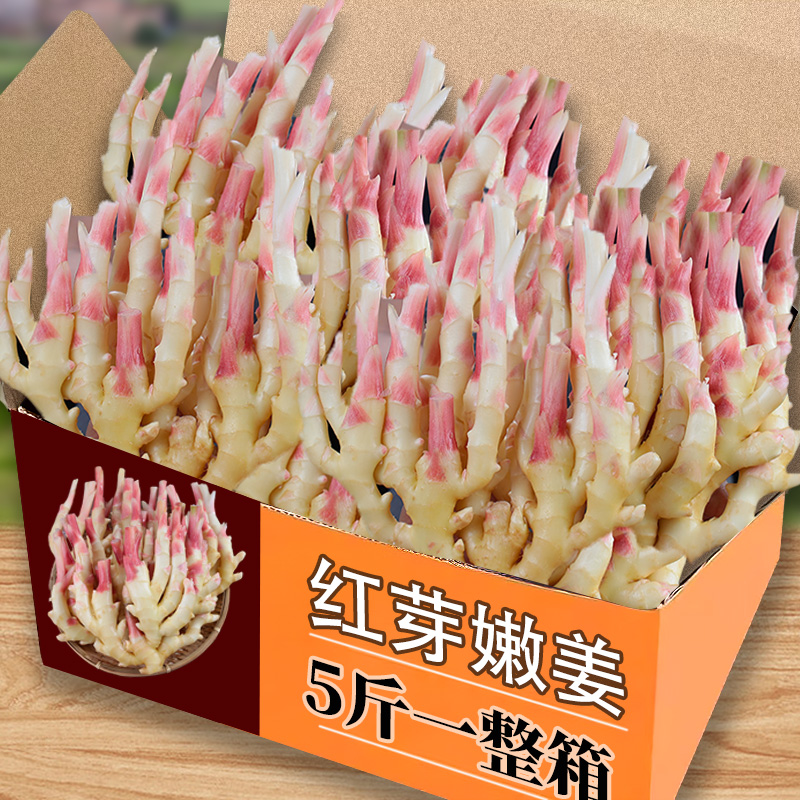 新鲜红芽嫩姜现挖生姜蔬菜应季老仔姜块鲜姜3腌制子姜小黄仔姜