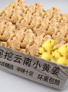 现挖正宗小黄姜新鲜生姜老姜高山小黄老姜月子姜老姜9斤罗平干姜
