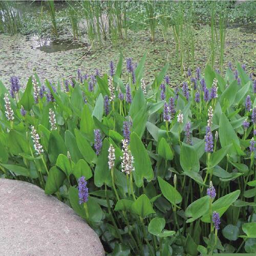 梭鱼草盆栽别墅鱼池水池水生水培花卉植物公园河道绿化净化水质花