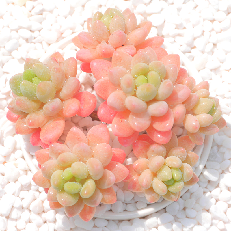 洛可多肉植物老桩稀有品种