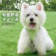 狗狗牵引绳小型犬可调节背心式 狗绳狗抱婴袋胸带外出泰迪比熊遛狗