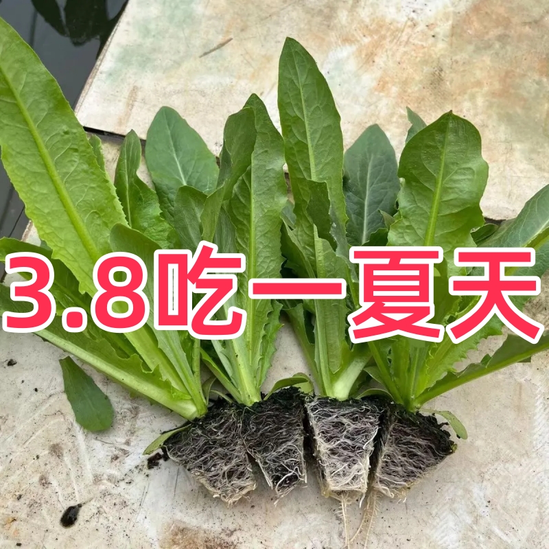 麦香味油麦菜秧苗四季庭院种植