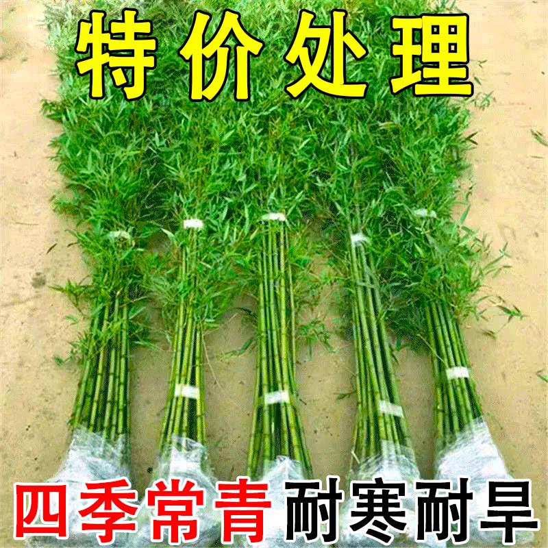 竹子苗庭院北方耐寒竹子植物当年常青绿化黄金竹青竹苗紫竹苗盆栽