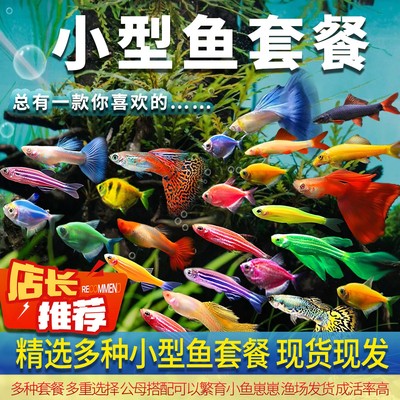 热带观赏活鱼好养胡子斑马淡水金鱼苗天使孔雀小型灯科鼠鱼小鱼