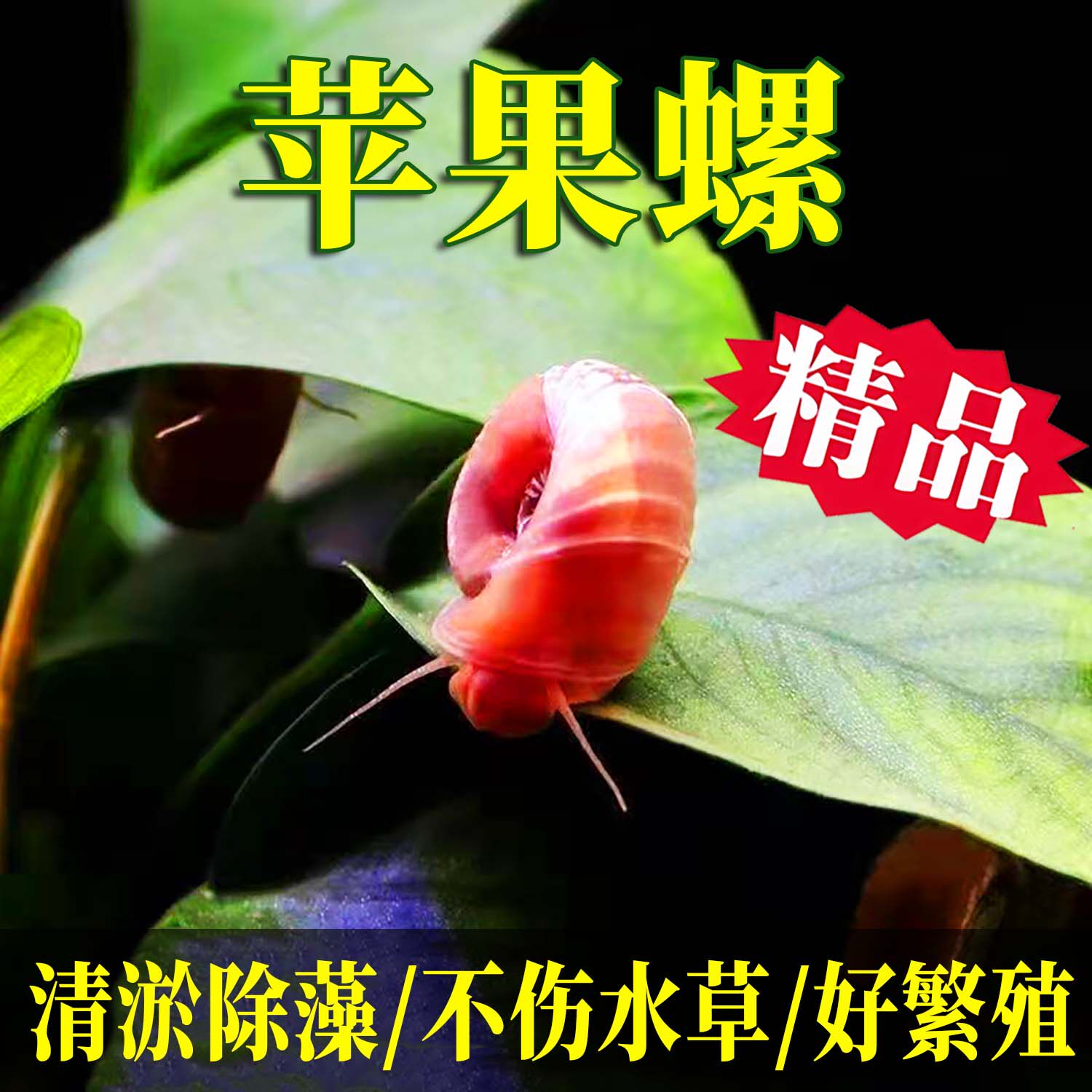 苹果螺除藻螺观赏螺鱼缸清洁螺吃藻螺黄金螺斑马螺吃粪工具淡水螺