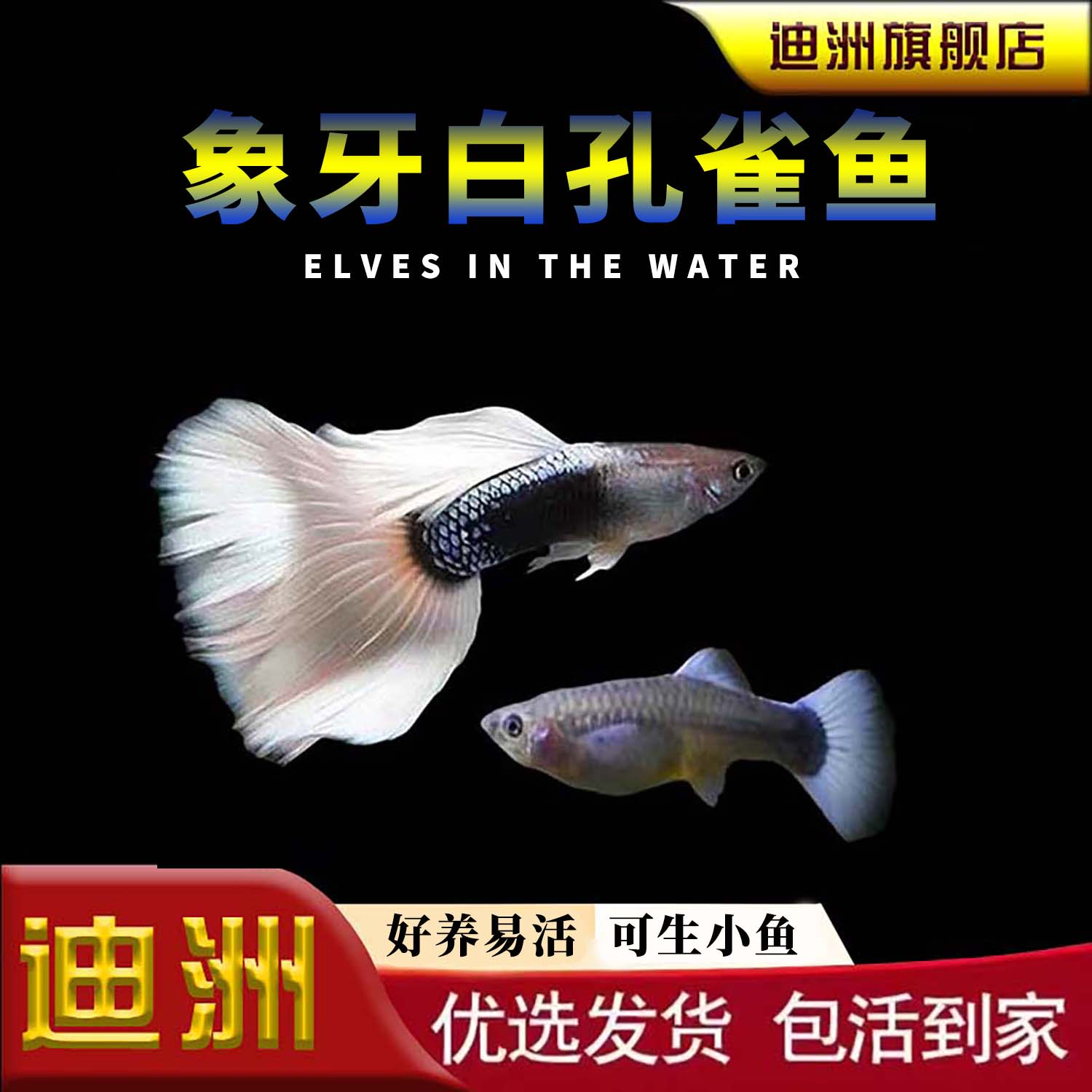 孔雀鱼纯种观赏鱼小型淡水好养