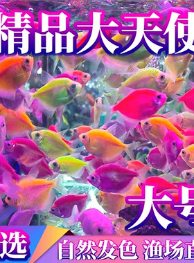 天使鱼观赏鱼活体大号群游活鱼热带鱼斑马小型鱼淡水孔雀好养耐活