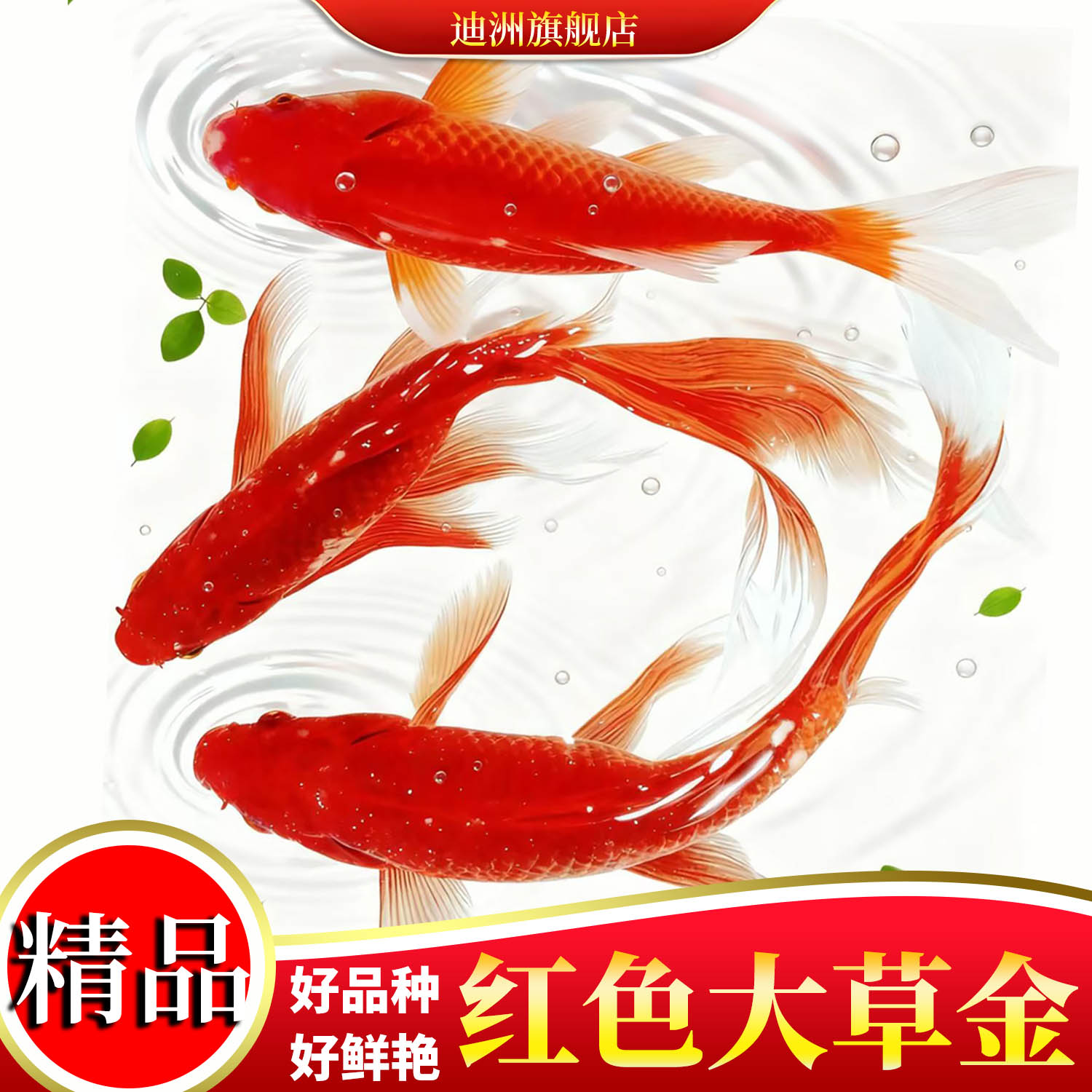 冷水淡水鱼凤尾红草金鱼