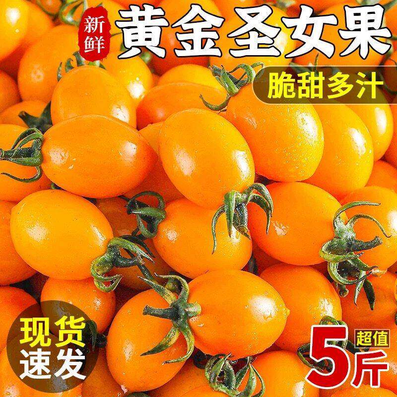 新鲜黄金圣女果5斤樱桃小番茄现摘自然熟酸甜黄皮番茄水果包邮