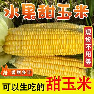 云南高山玉米甜脆玉米无公害当季蔬菜水果带壳带玉米须新鲜