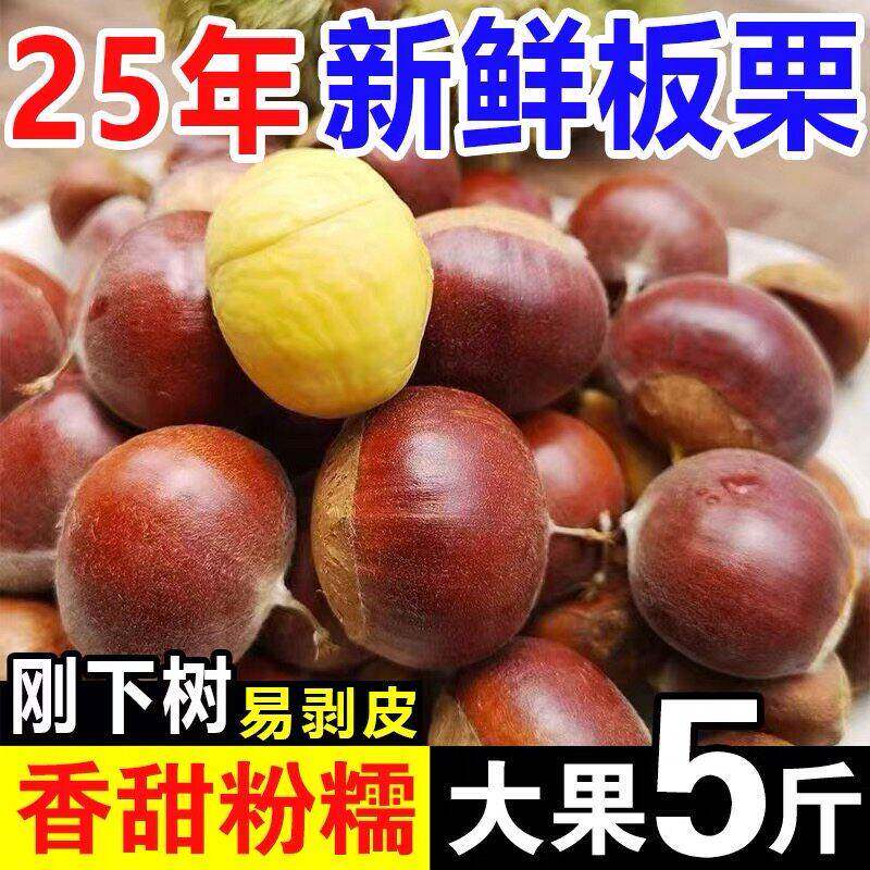 2025正宗丹东板栗新鲜栗子9斤生嫩大板粟农家果园刚下树现摘板栗