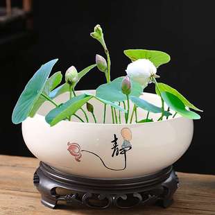 碗莲专用盆缸铜钱草睡莲一叶莲水仙花盆金钱草水培植物盆无孔陶瓷