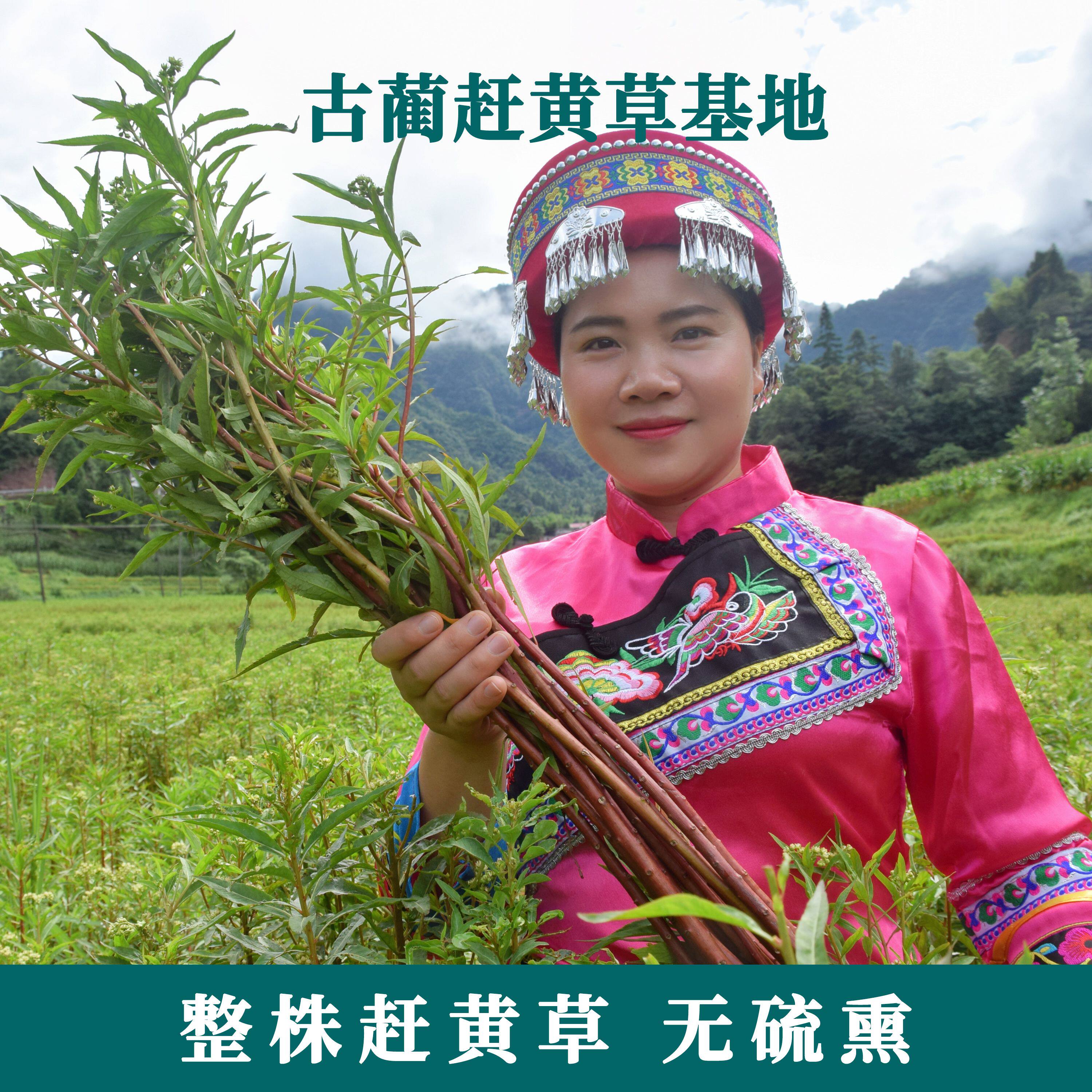 四川古蔺直发赶黄草散装非野生旗舰店
