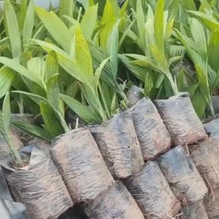 环保加厚降解【槟榔育苗专用】白色无纺布育苗袋营养钵种植移植袋